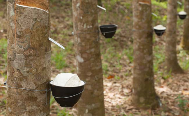 Image Showing Rubber Manufacturing Process From Trees