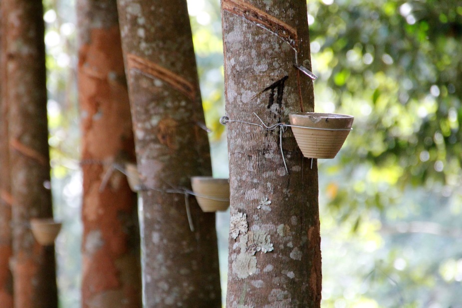 Image Showing Rubber Extraction From Trees