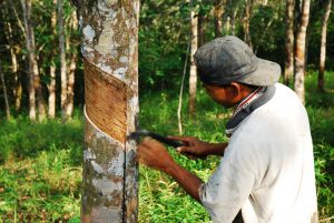 An Image of a man doing rubber extraction process in a tree