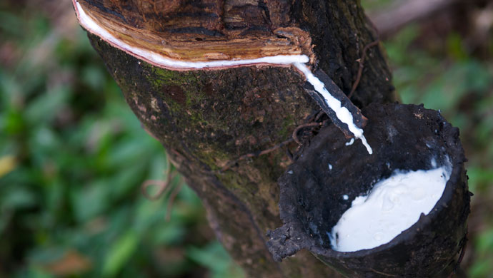 Image Showing Rubber Latex Extracting From the tree